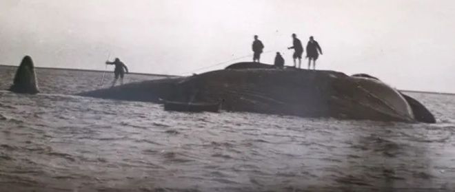 蓝鲸市集 一场关于缺席王者的海洋幻想