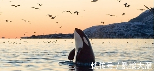 鲸鱼一次排泄200升，明明污染海洋，为何被认为'价值连城'？——探秘蓝鲸的海洋'黄金雨'
