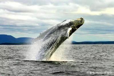 鲸爆警报 地中海惊现“气球蓝鲸”，死亡巨兽的体内危机